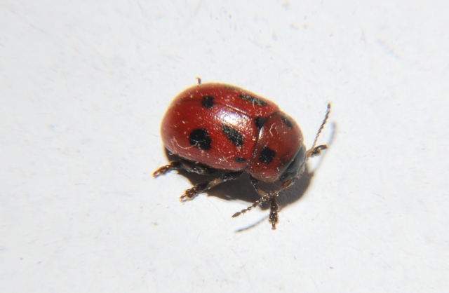 Gonioctena cfr fornicata (Chrysomelidae)